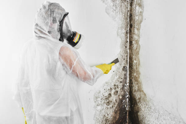 Best Certified Mold Removal  in Lancaster, WI
