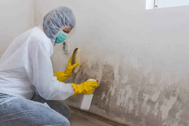 Best Black Mold Removal  in Lancaster, WI