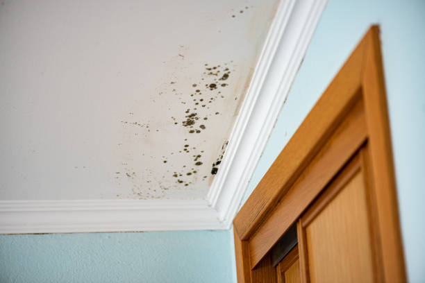 Best Emergency Mold Removal  in Lancaster, WI