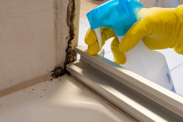 Office Mold Removal Services in Lancaster, WI