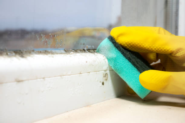 Best Attic Mold Removal  in Lancaster, WI