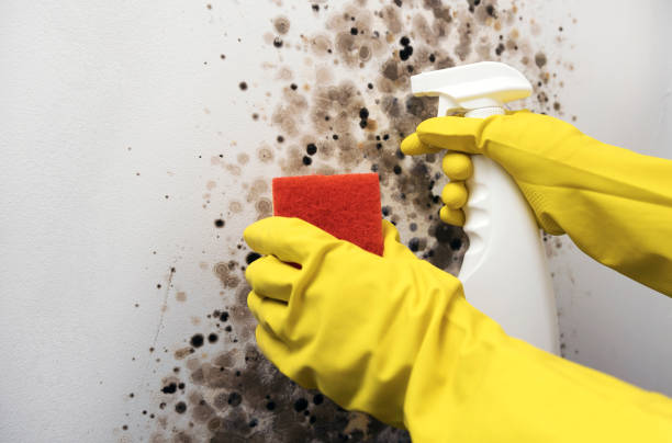 Best Home Mold Removal  in Lancaster, WI