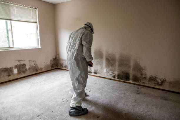 Best Fast Mold Removal  in Lancaster, WI