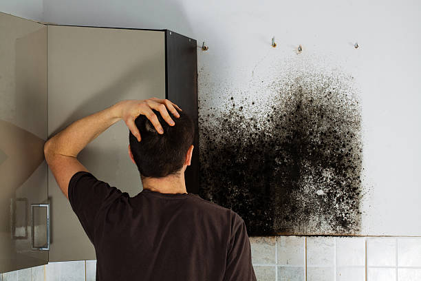 Best Certified Mold Removal  in Lancaster, WI