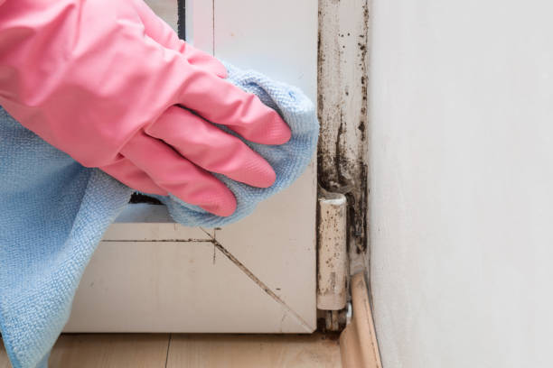 Best Home Mold Removal  in Lancaster, WI